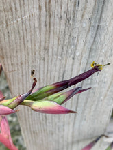 Load image into Gallery viewer, Tillandsia Secunda -Small Single Plants