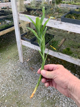 Load image into Gallery viewer, Tillandsia Rubella -Medium Plants