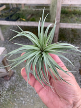 Load image into Gallery viewer, Tillandsia Stricta Soft Purple