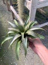 Load image into Gallery viewer, Tillandsia Huarazensis