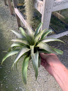 Tillandsia Huarazensis