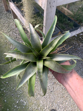 Load image into Gallery viewer, Tillandsia Huarazensis