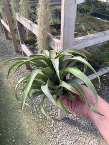 Tillandsia Huarazensis
