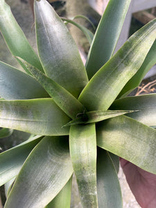 Tillandsia Huarazensis