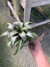 Load image into Gallery viewer, Tillandsia Huarazensis