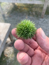 Load image into Gallery viewer, Tillandsia Aeranthos Teddy Bear