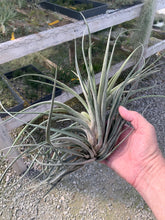 Load image into Gallery viewer, Tillandsia &quot;Red Torch&quot;-(velutina x compressa)
