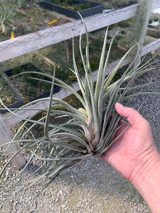 Tillandsia "Red Torch"-(velutina x compressa)