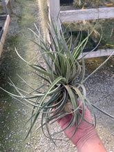 Load image into Gallery viewer, Tillandsia &quot;Red Torch&quot;-(velutina x compressa)
