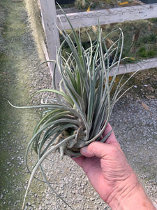 Tillandsia "Red Torch"-(velutina x compressa)