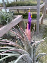 Load image into Gallery viewer, Tillandsia Chiapensis x Mitlaensis Large-