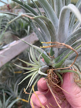 Load image into Gallery viewer, Tillandsia Chiapensis x Mitlaensis Large-