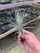 Load image into Gallery viewer, Tillandsia Malyi