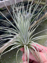 Load image into Gallery viewer, Tillandsia Malyi