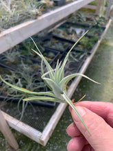 Load image into Gallery viewer, Tillandsia Recurvifolia Hybrid
