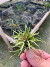 Load image into Gallery viewer, Tillandsia tenuifolia Purple Fan