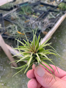 Tillandsia tenuifolia Purple Fan