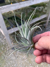 Load image into Gallery viewer, Tillandsia Stricta Silver Star