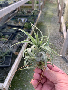 Tillandsia "Screwball"-(chiapensis x velutina)-Small Plants
