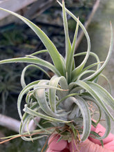 Load image into Gallery viewer, Tillandsia &quot;Screwball&quot;-(chiapensis x velutina)-Small Plants