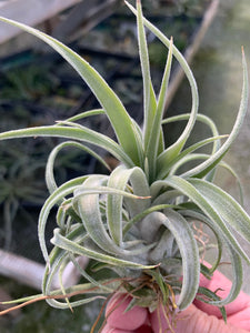 Tillandsia "Screwball"-(chiapensis x velutina)-Small Plants