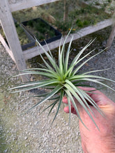 Load image into Gallery viewer, Tillandsia Stricta Pink Cone