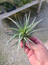 Load image into Gallery viewer, Tillandsia Stricta Pink Cone