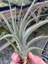 Load image into Gallery viewer, Tillandsia subsecundifolia- Large Form