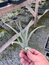 Load image into Gallery viewer, Tillandsia subsecundifolia- Large Form