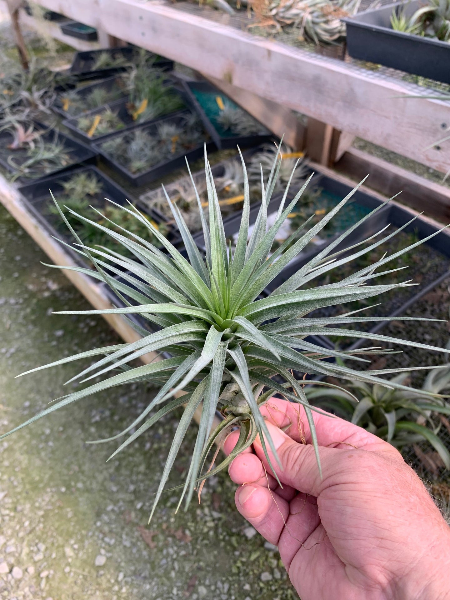 Tillandsia Stricta Starry Night- Huge Stricta Form