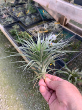 Load image into Gallery viewer, Tillandsia Stricta Starry Night- Huge Stricta Form