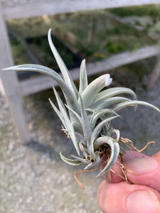 Tillandsia Schatzlii -Small Plants