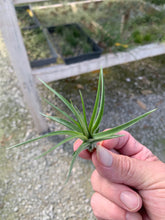 Load image into Gallery viewer, Tillandsia Stricta Magenta-Single Small Plants