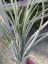 Load image into Gallery viewer, Tillandsia zacapanensis x X Floridiana