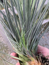 Load image into Gallery viewer, Tillandsia tricolor x juncea- Large Beautiful Plants