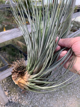 Load image into Gallery viewer, Tillandsia tricolor x juncea- Large Beautiful Plants