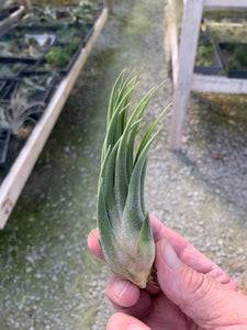 Tillandsia Seleriana x Circinnatoides-Single Half-Grown Plants