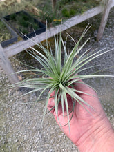 Load image into Gallery viewer, Tillandsia Stricta Sterling
