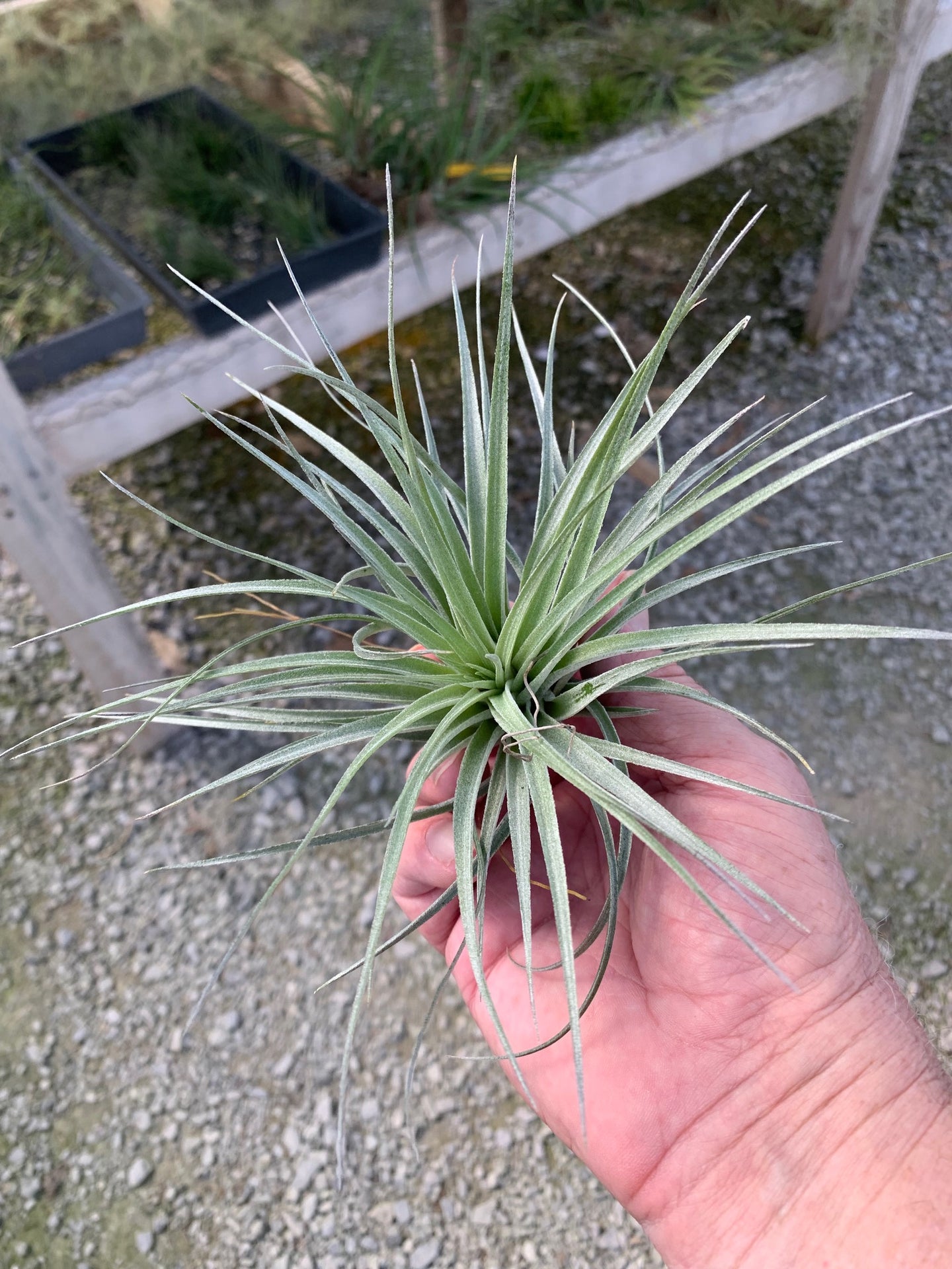 Tillandsia Stricta Sterling