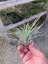 Load image into Gallery viewer, Tillandsia Stricta Sterling