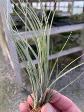 Load image into Gallery viewer, Tillandsia X Floridiana- Small Single Plants