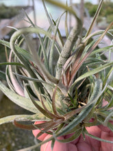 Load image into Gallery viewer, Tillandsia Schatzlii Red X- Multi-plant Clusters
