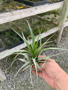 Tillandsia Secunda -Medium Single Plants