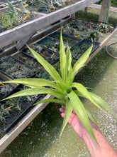 Load image into Gallery viewer, Tillandsia Multiflora-With Developing Flower Spike