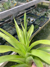 Load image into Gallery viewer, Tillandsia Multiflora-With Developing Flower Spike