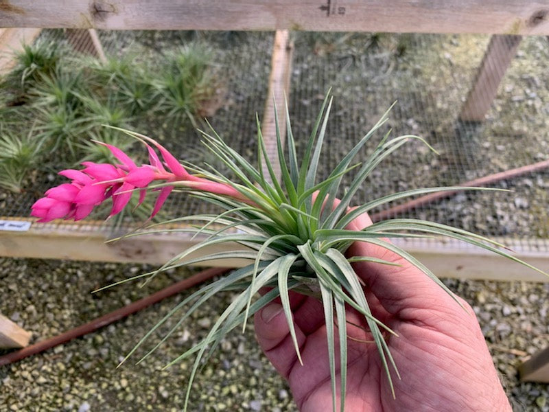 Tillandsia Stricta Pink Bronze