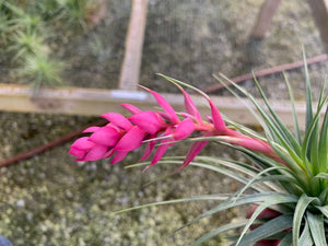 Tillandsia Stricta Pink Bronze-Small Plants