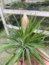 Load image into Gallery viewer, Tillandsia Stricta Green