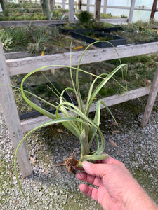 Tillandsia Polystachia -Large Plants