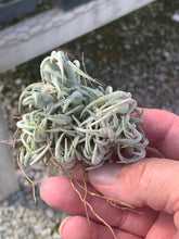 Load image into Gallery viewer, Tillandsia mitlaensis- Medium Sized Clusters